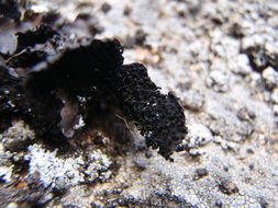 Image of manyroot navel lichen