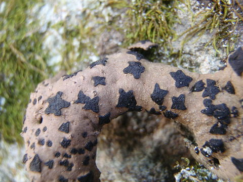 Umbilicaria angulata Tuck.的圖片