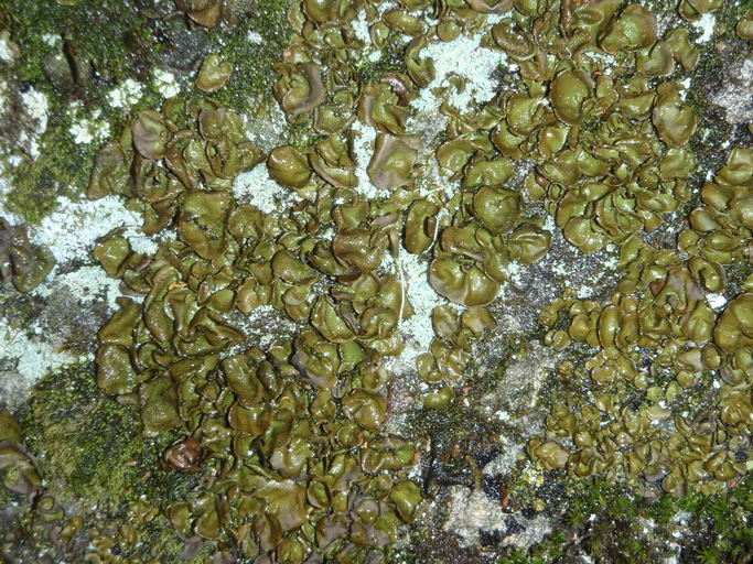 Image of Peppered rock tripe lichen