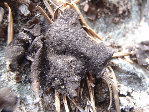 Image of Peppered rock tripe lichen