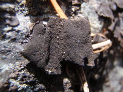 Image of Peppered rock tripe lichen