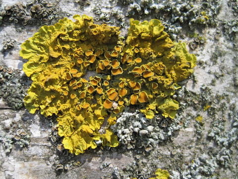 Image of orange wall lichen