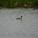 Image de Podiceps Latham 1787