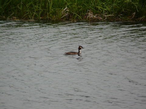 Image of Great Crested Grebe