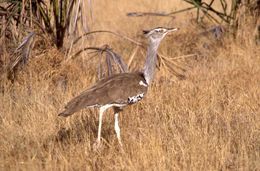 Image of Kori Bustard