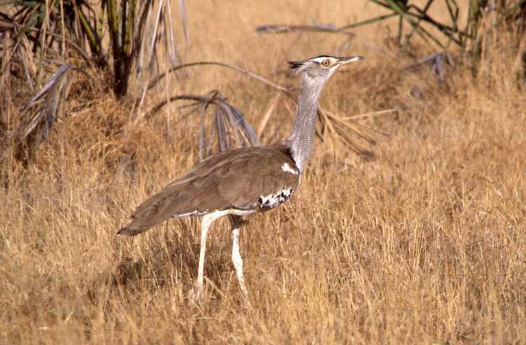 Image of Kori Bustard