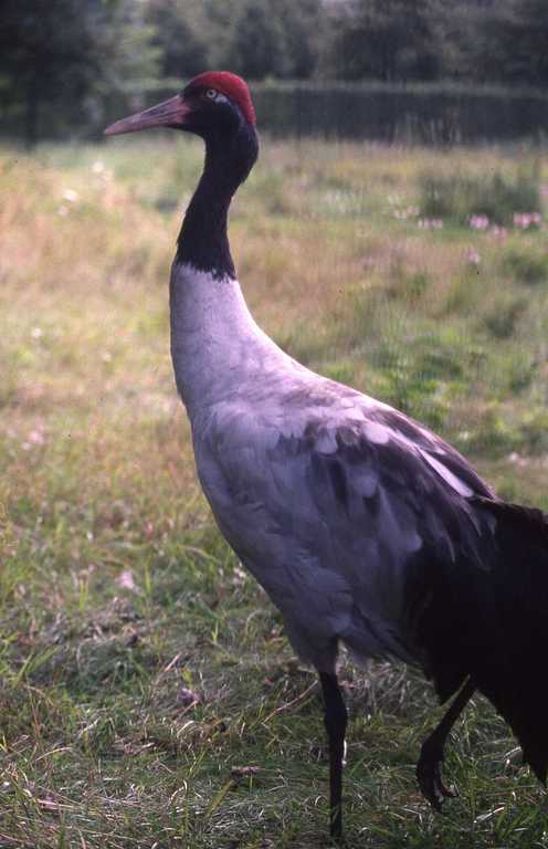 Слика од Grus nigricollis Przewalski 1876