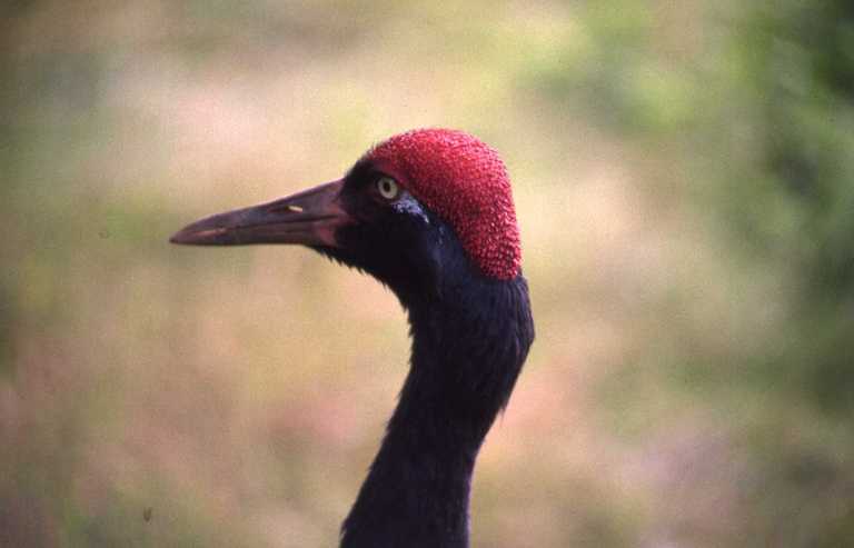 Imagem de Grus nigricollis Przewalski 1876