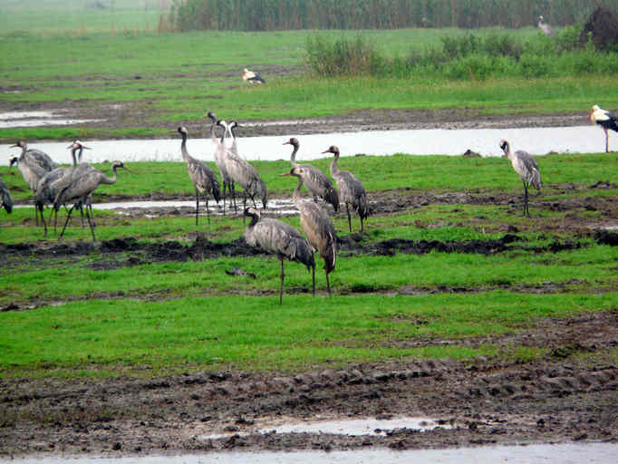 Image of Common Crane