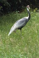 Image of white-naped crane