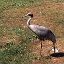 Image of Sarus crane