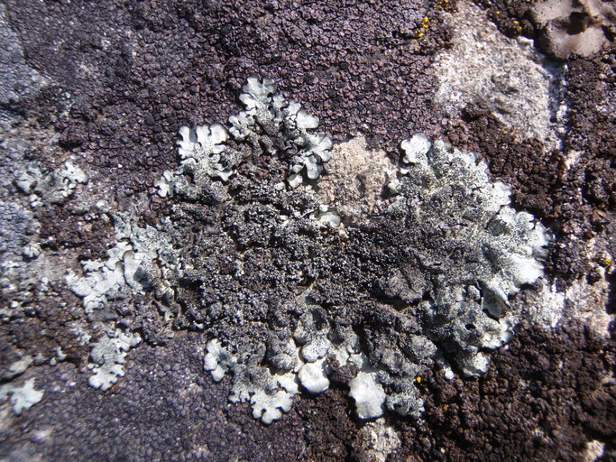 Image de Xanthoparmelia plittii (Gyeln.) Hale