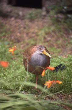 Image of Giant Wood Rail