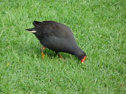 Gallinula tenebrosa Gould 1846 resmi