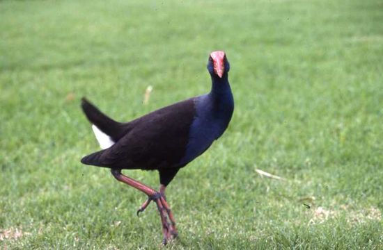 Image de Poule sultane