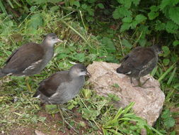 Plancia ëd Gallinula chloropus (Linnaeus 1758)