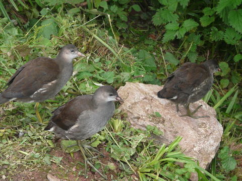 Plancia ëd Gallinula chloropus (Linnaeus 1758)