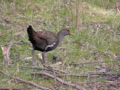 Image of Tasmanian Native-hen