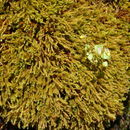 Image of philonotis moss