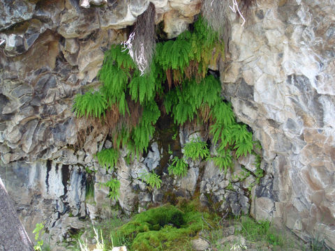 Image of Aleutian maidenhair