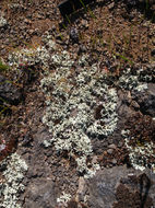 Image of Wyoming xanthoparmelia lichen