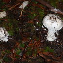 Image of Amanita smithiana Bas 1969