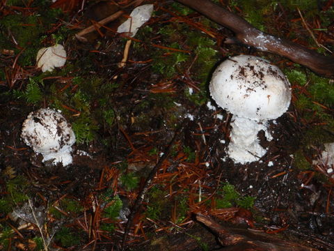 Plancia ëd Amanita smithiana Bas 1969