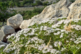 صورة Drypis spinosa subsp. jacquiniana Wettst. & Murb.