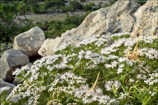 Image of Drypis spinosa subsp. jacquiniana Wettst. & Murb.