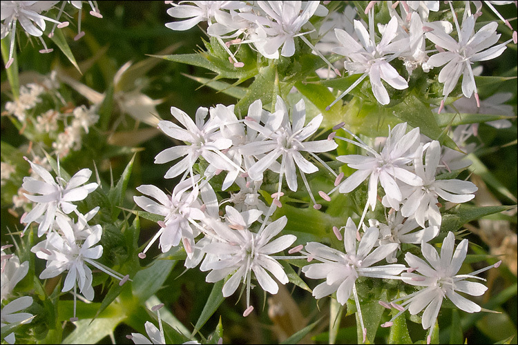 Image de Drypis spinosa subsp. jacquiniana Wettst. & Murb.