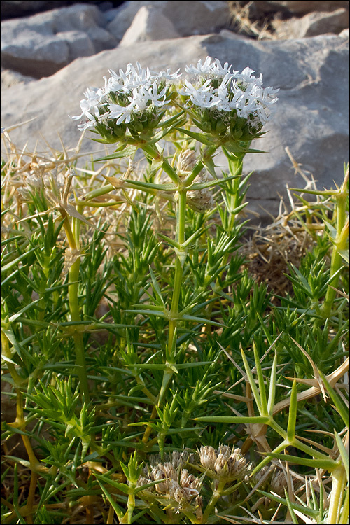 Image de Drypis spinosa subsp. jacquiniana Wettst. & Murb.