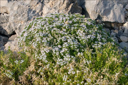 Image de Drypis spinosa subsp. jacquiniana Wettst. & Murb.