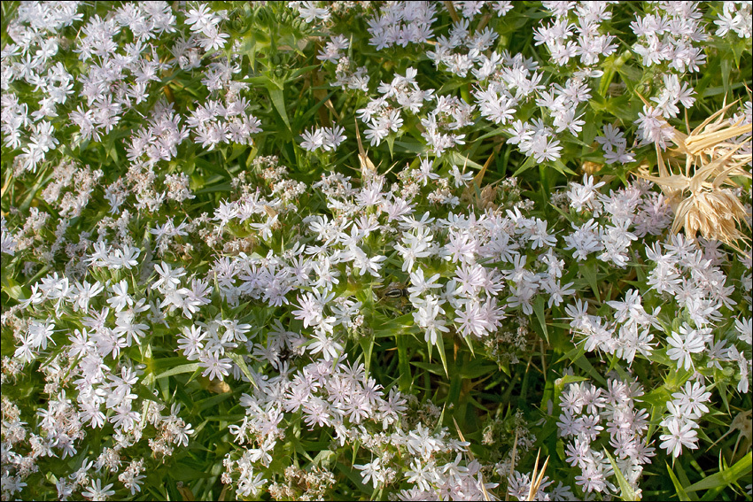 صورة Drypis spinosa subsp. jacquiniana Wettst. & Murb.