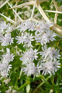 Image de Drypis spinosa subsp. jacquiniana Wettst. & Murb.