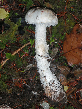 Image of Amanita smithiana Bas 1969