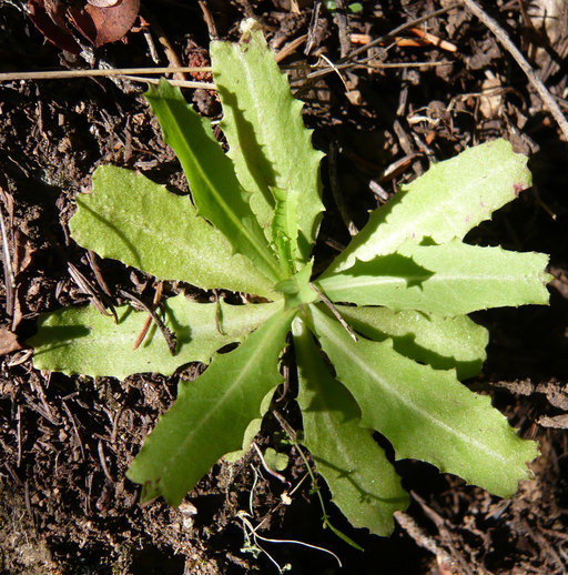 Image of California plumeseed