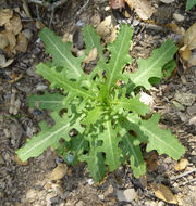 Image of California plumeseed