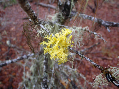 Image of Vulpicida canadensis (Räsänen) J.-E. Mattsson & M. J. Lai