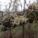 Image of cartilage lichen