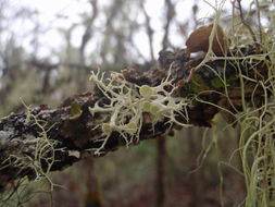 Image of cartilage lichen