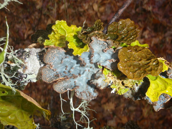 Image of Hall's lung lichen