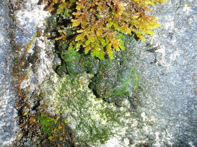 Слика од Gymnostomum viridulum Bridel 1826