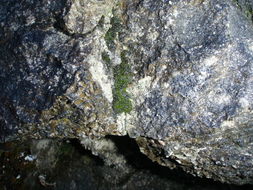 Слика од Gymnostomum viridulum Bridel 1826