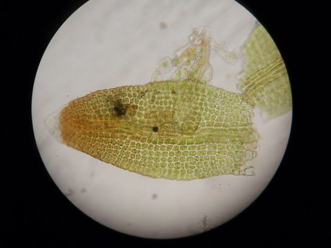 صورة Gymnostomum viridulum Bridel 1826