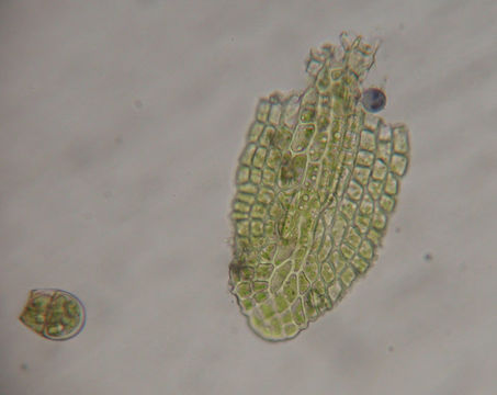 صورة Gymnostomum viridulum Bridel 1826