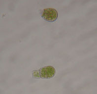 صورة Gymnostomum viridulum Bridel 1826