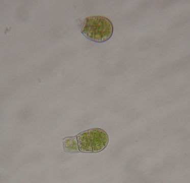 صورة Gymnostomum viridulum Bridel 1826