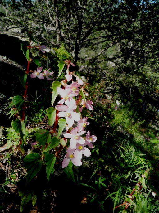 Image of Begonia gracilis Kunth