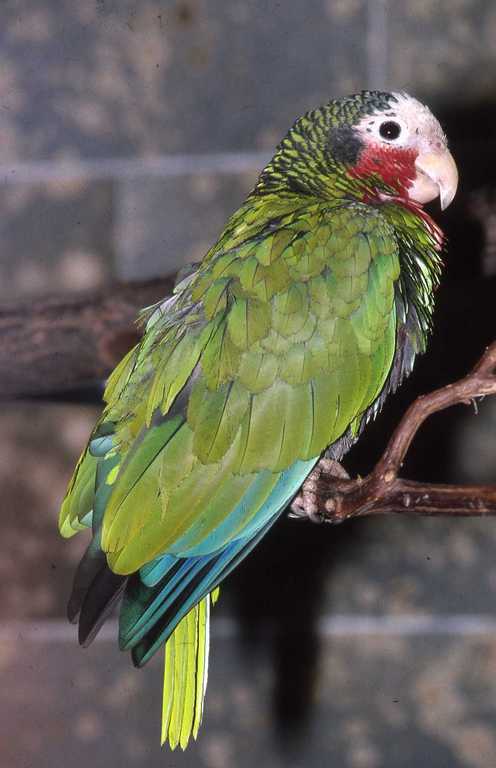 Image of Bahamas Parrot