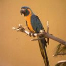 Image of Blue-throated Macaw